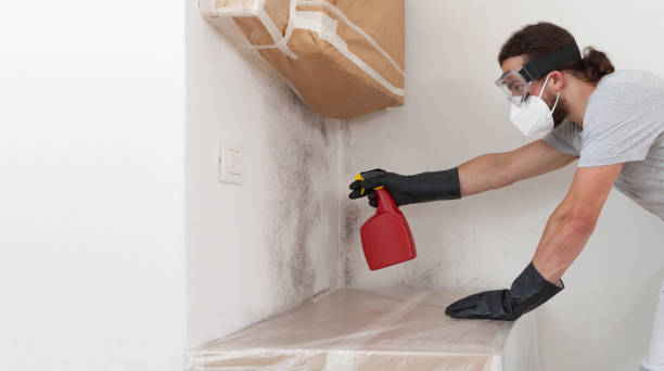 Professional Basement Mold Remediation technician working in Riverside, IL