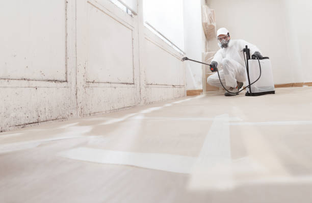 24/7 Emergency Basement Mold Remediation experts in Riverside, IL